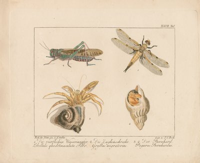 Guldsmed, græshoppe og eremitkrebs (håndkoloreret kobberstik) af Ambrosius Gabler