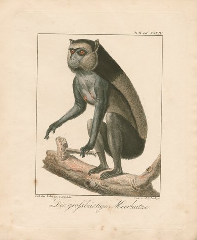 Greater Bearded Monkey (håndkoloreret kobberstik) af Ambrosius Gabler