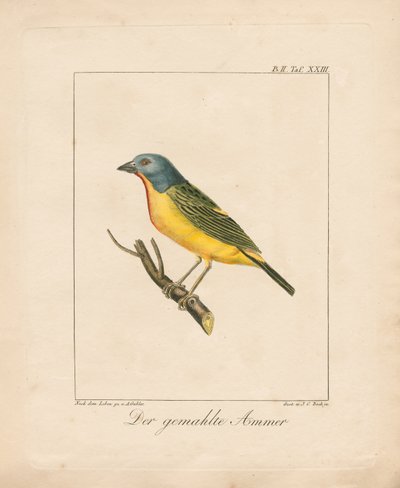 Painted Bunting (håndkoloreret litografi) af Ambrosius Gabler
