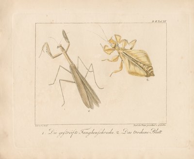 Knæler og bladinsekt (håndkoloreret kobberstik) af Ambrosius Gabler