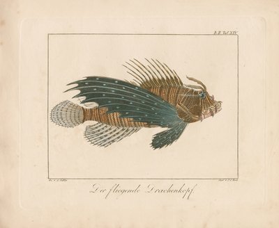 Rød skorpionfisk (håndkoloreret kobberstik) af Ambrosius Gabler