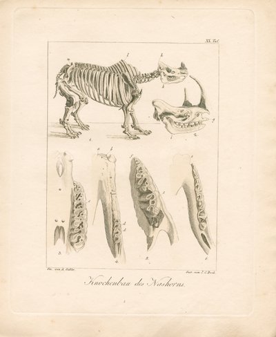 Næsehornets skeletstruktur (farvelagt kobberstik) af Ambrosius Gabler