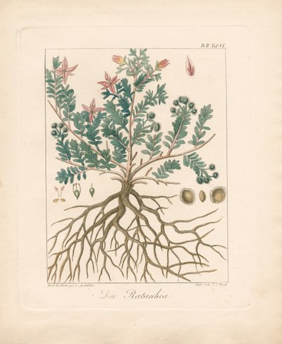 The Alder Buckthorn (håndkoloreret litografi) af Ambrosius Gabler