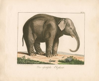 Den asiatiske elefant (håndkoloreret kobberstik) af Ambrosius Gabler