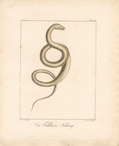 The Feeler Snake (håndkoloreret litografi) af Ambrosius Gabler