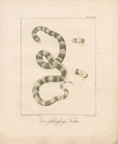 The Grass Snake (håndkoloreret litografi) af Ambrosius Gabler