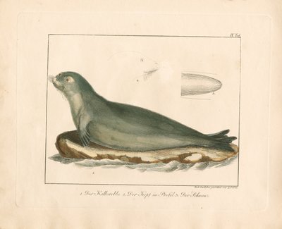 Harpeseglet med anatomiske detaljer (håndkoloreret kobberstik) af Ambrosius Gabler