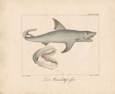 The Man-eater Shark (håndkoloreret litografi) af Ambrosius Gabler