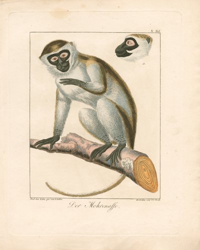 The Moor Monkey (håndkoloreret kobberstik) af Ambrosius Gabler
