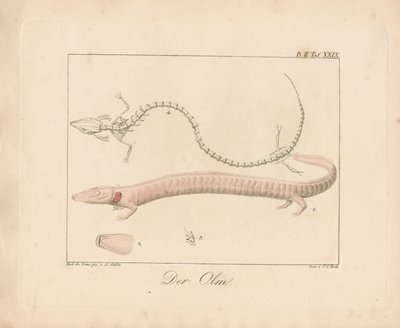 The Olm (håndkoloreret litografi) af Ambrosius Gabler