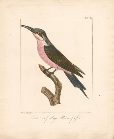 Den tofarvede biæder (håndkoloreret litografi) af Ambrosius Gabler