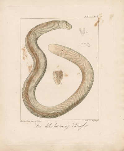 Tykhalet ormeøgle (håndkoloreret kobberstik) af Ambrosius Gabler
