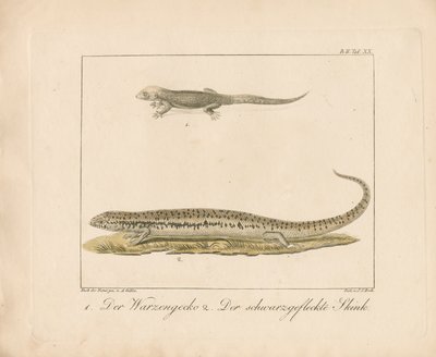 Tyrkisk gekko og skink (håndkoloreret kobberstik) af Ambrosius Gabler