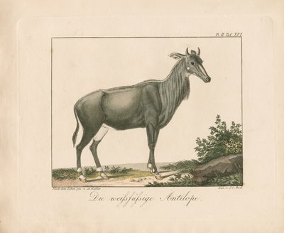Hvidfodet antilope (håndkoloreret kobberstik) af Ambrosius Gabler