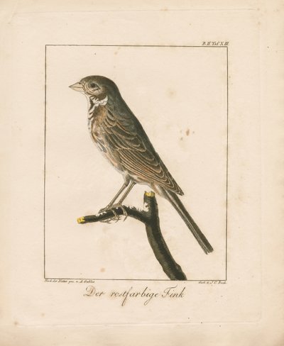 Yellowhammer (håndkoloreret kobberstik) af Ambrosius Gabler