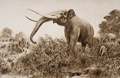 The Chatham Elephant, illustration fra 