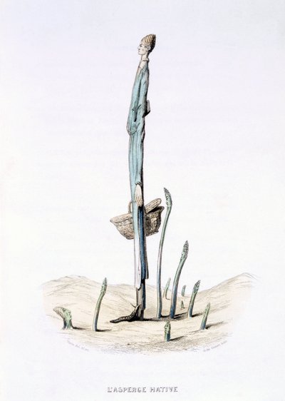 De forhastede asparges, fra 