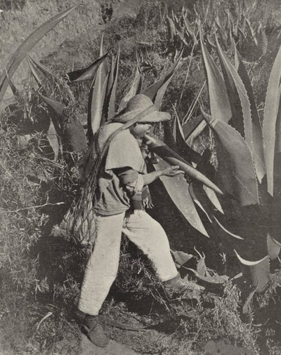 En mexicansk Pulque-samler (s/h-billede) af American Photographer (after)