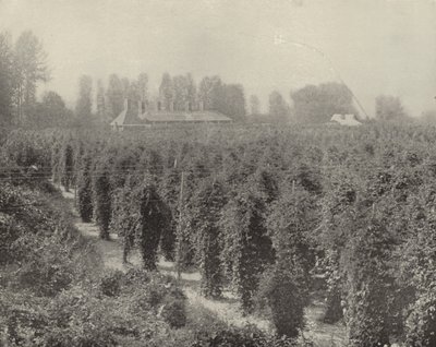En Washington Hop Yard (B/W -foto) af American Photographer (after)