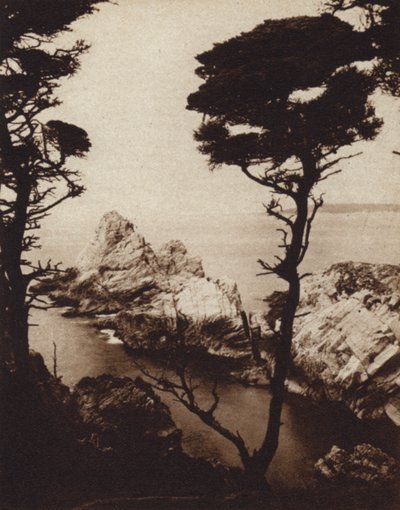 Californien: Monterey Cypress (s/h foto) af American Photographer (after)