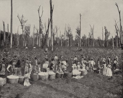 Bomuldsplukning i Mississippi (s/h-billede) af American Photographer (after)