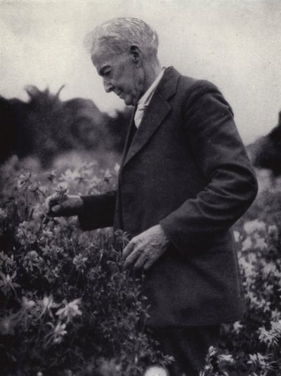 Luther Burbank blandt hans blomster (s/h foto) af American Photographer (after)