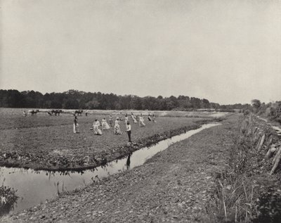 Plantning af ris i North Carolina (s/h foto) af American Photographer (after)