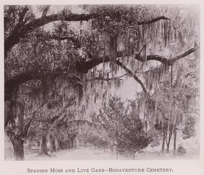 Spanish Moss and Live Oaks, Bonaventure Cemetery (s/h-billede) af American Photographer (after)