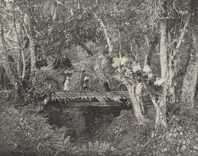 Tropisk scene i staten Vera Cruz, Mexico (s/h-billede) af American Photographer (after)