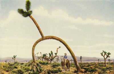En kæmpekastus i Mojave-ørkenen (farvefoto) af American Photographer