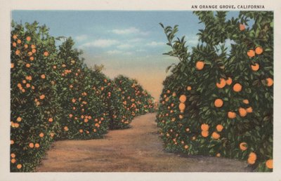 An orange grove, Californiadani af American Photographer