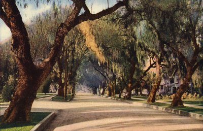 Avenue of Pepper Trees, Pasadena (farvefoto) af American Photographer