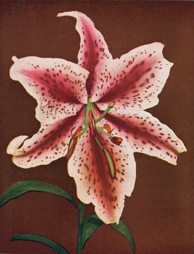 Liljer: Lilium Auratum, Crimson Queen (farvefoto) af American Photographer