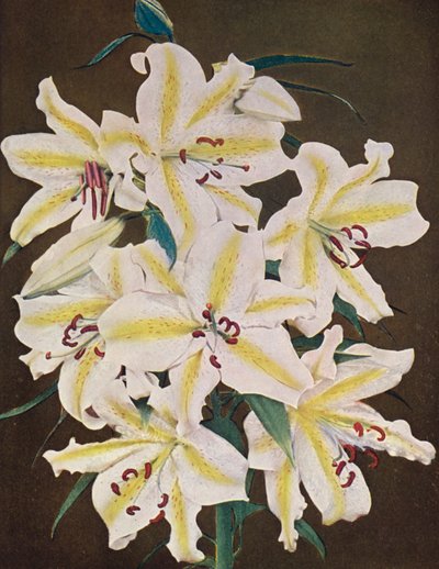 Liljer: Lilium Auratum Platyphyllum (farvefoto) af American Photographer