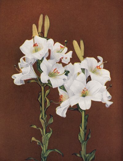 Liljer: Lilium Candidum (farvefoto) af American Photographer