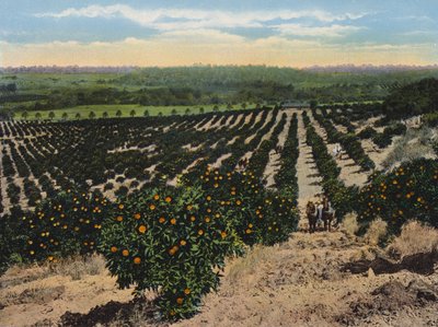 Orange Grove nær Colfax, Californien (farvefoto) af American Photographer
