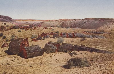 Forstenet skov, Arizona (foto i farver) af American Photographer