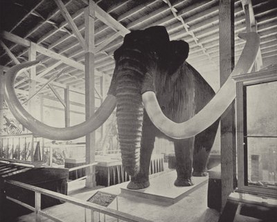 Den store sibiriske mammut af American Photographer
