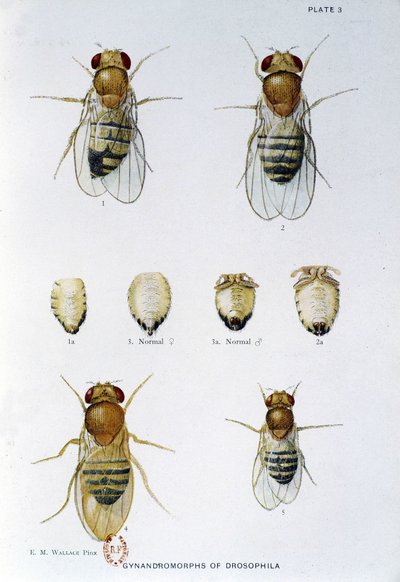 Abeilles - i "" Bidrag til genetik af drosophila melanogaster"", Thomas H. Morgan af American School
