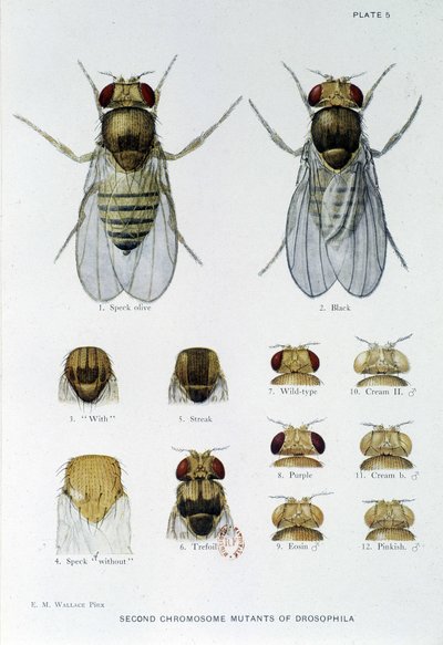 Abeilles - i "" Bidrag til genetik af drosophila melanogaster"", Thomas H. Morgan af American School
