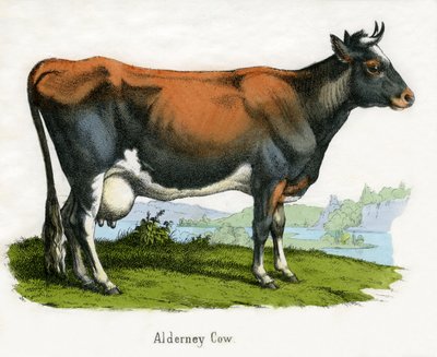 Alderney Cow, fra The Natural History of Animals af American School