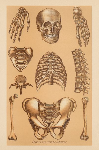 Anatomisk undersøgelse af det menneskelige skelet af American School