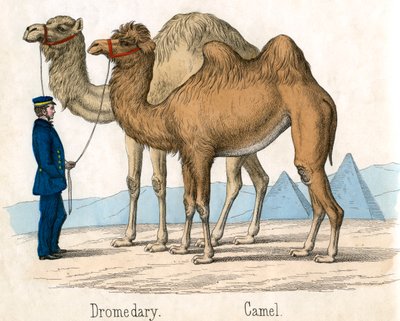 Antik udskrivning af en kamel og dromedary af American School