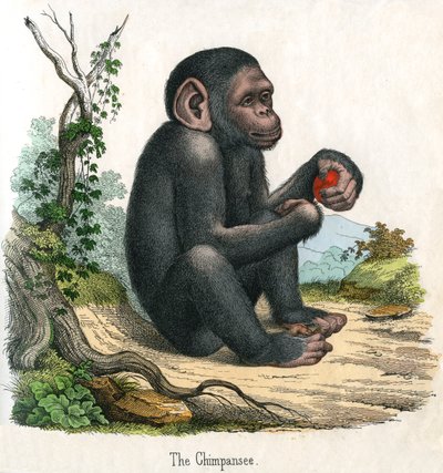 Antik print af en chimpanse af American School
