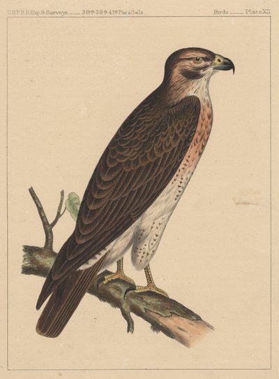 Fugle, tavle XII, 1855 af American School