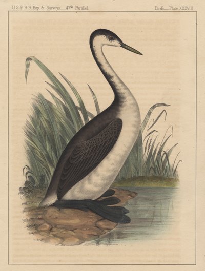 Fugle, tavle XXXVIII, 1855 af American School
