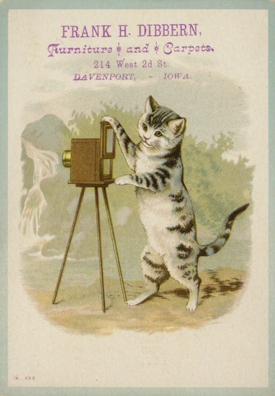 Kat, der tager et billede af American School