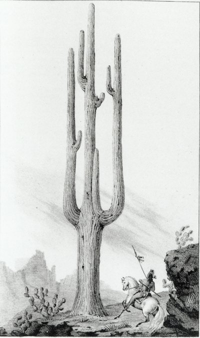 Cereus Giganteus af American School