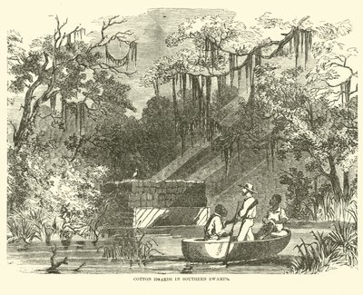 Bomuldsskatte i Southern Swamps, juli 1862 af American School