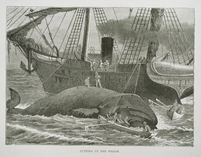 Cutting up the Whale, fra The American Whale Fishery, ca. 1850 (gravering) af American School